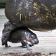 Illustration for article titled This Baby Pygmy Hippo Is the Cutest Thing on Planet Earth (No Arguing Please)
